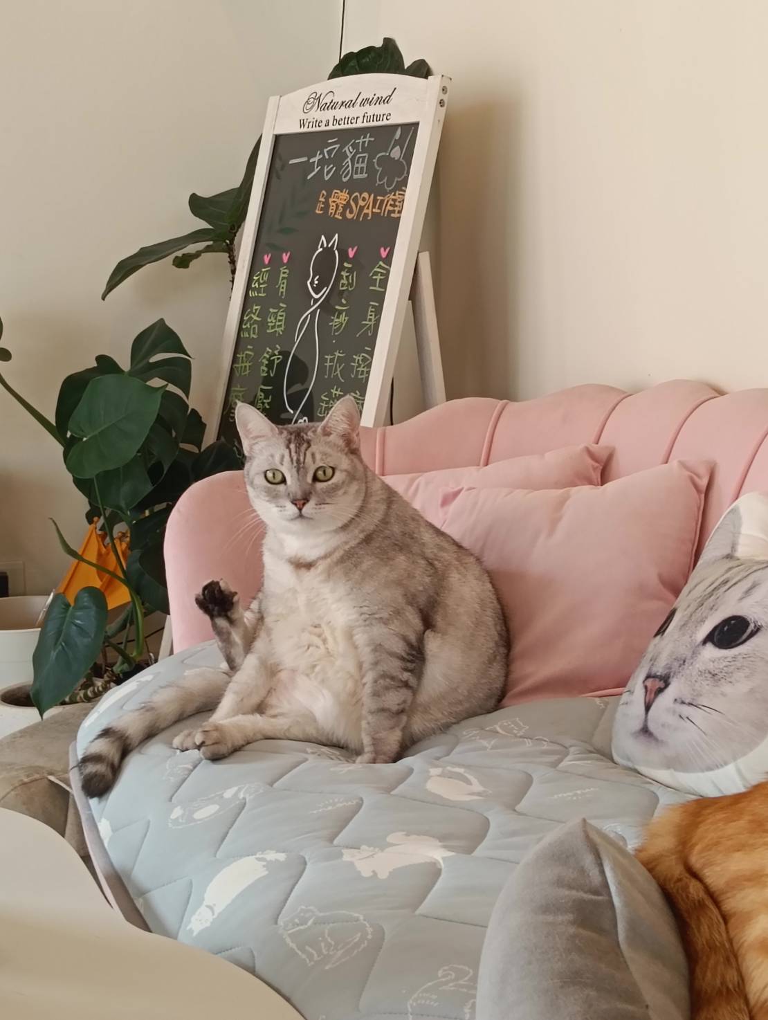 一坨貓足體spa工作室