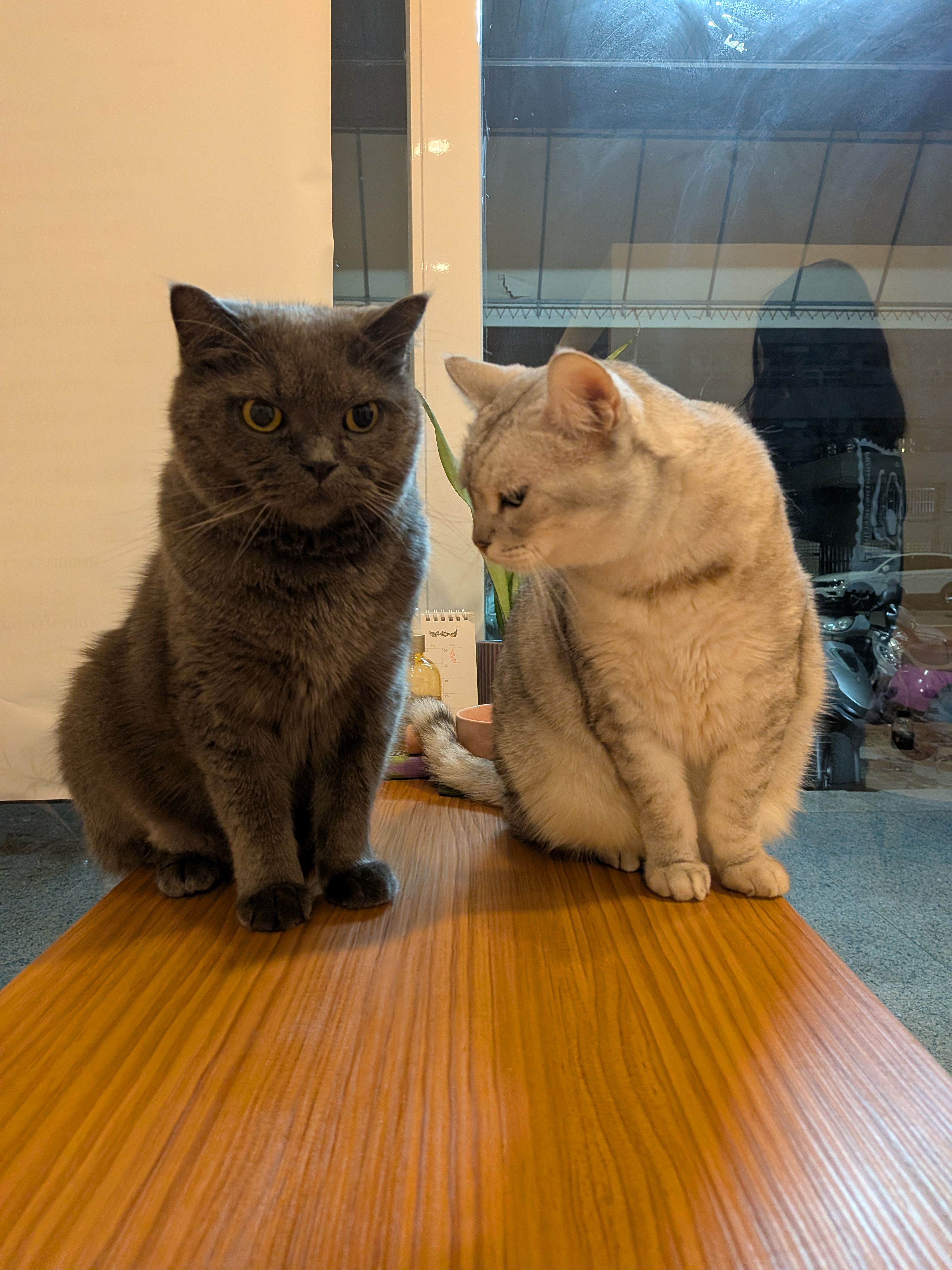 一坨貓足體spa工作室