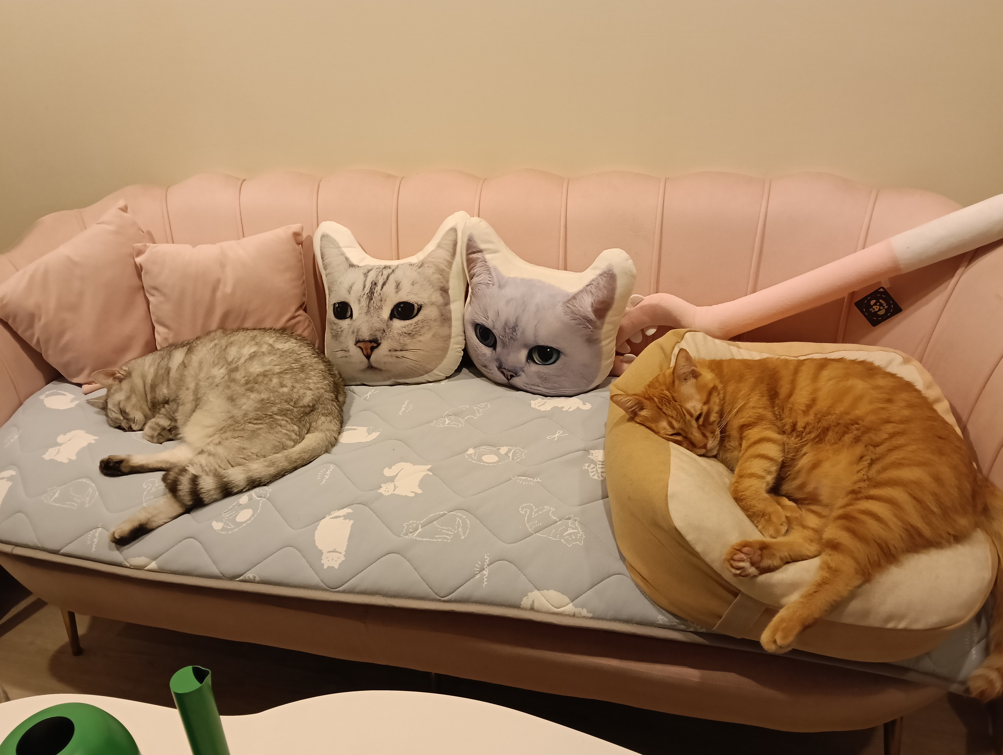 一坨貓足體spa工作室