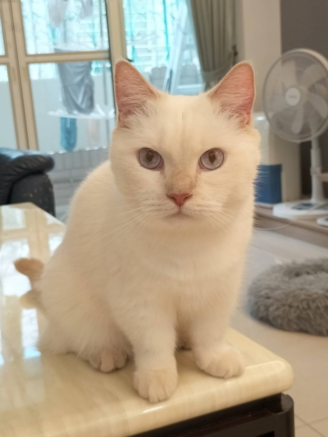 全身舒壓首選 💆‍♂️ 24H 頂級外送到府按摩，身心靈徹底解放！